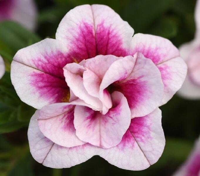 Minipetúnie, Million Bells 'MiniFamous Uno Double Pink' - Calibrachoa hybrida 'MiniFamous Uno Double Pink'