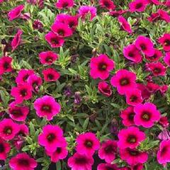 Minipetúnie, Million Bells 'Aloha Kona Neon' - Calibrachoa hybrida 'Aloha Kona Neon'