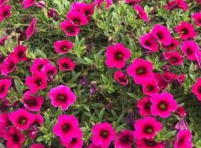 Minipetúnie, Million Bells 'Aloha Kona Neon' - Calibrachoa hybrida 'Aloha Kona Neon'
