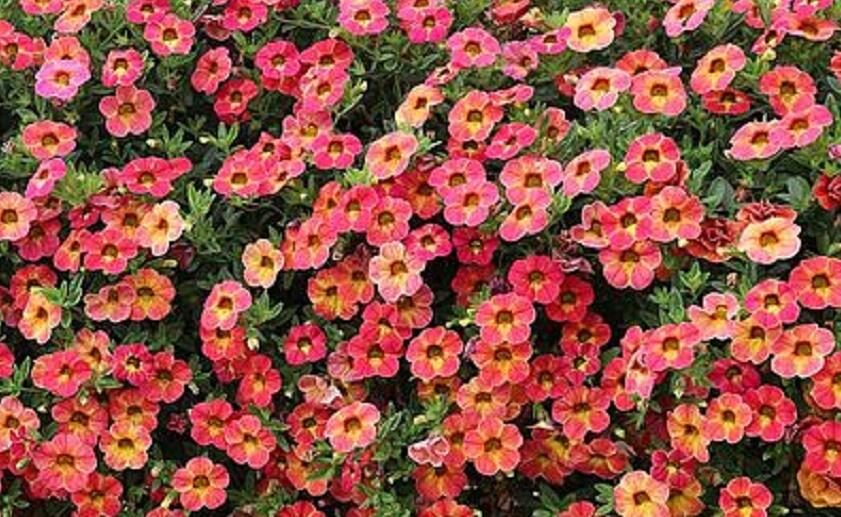 Minipetúnie, Million Bells 'Sweetbells Apricot Shades' - Calibrachoa hybrida 'Sweetbells Apricot Shades'