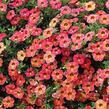 Minipetúnie, Million Bells 'Sweetbells Apricot Shades' - Calibrachoa hybrida 'Sweetbells Apricot Shades'