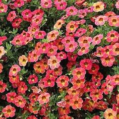 Minipetúnie, Million Bells 'Sweetbells Apricot Shades' - Calibrachoa hybrida 'Sweetbells Apricot Shades'