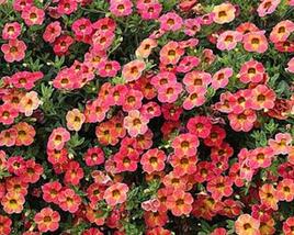 Minipetúnie, Million Bells 'Sweetbells Apricot Shades'