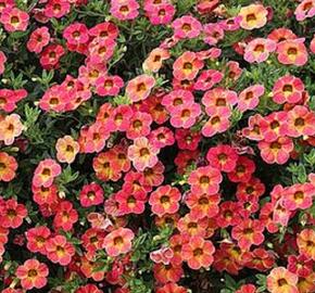 Minipetúnie, Million Bells 'Sweetbells Apricot Shades' - Calibrachoa hybrida 'Sweetbells Apricot Shades'