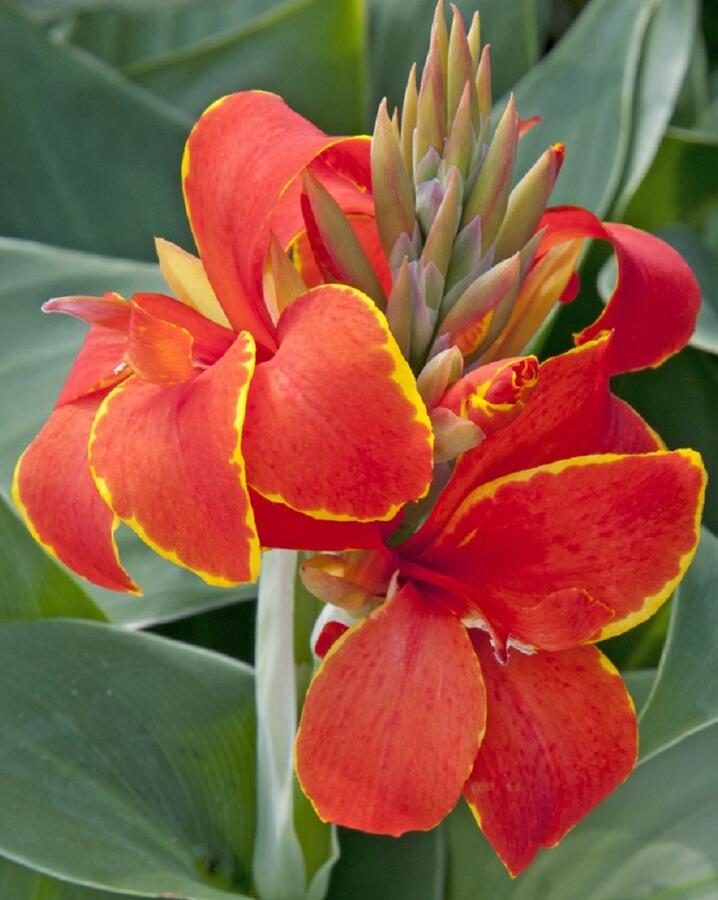 Dosna indická 'Cannova F1 Red Golden Flame' - Canna indica 'Cannova F1 Red Golden Flame'