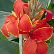Dosna indická 'Cannova F1 Red Golden Flame' - Canna indica 'Cannova F1 Red Golden Flame'
