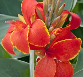 Dosna indická 'Cannova F1 Red Golden Flame' - Canna indica 'Cannova F1 Red Golden Flame'