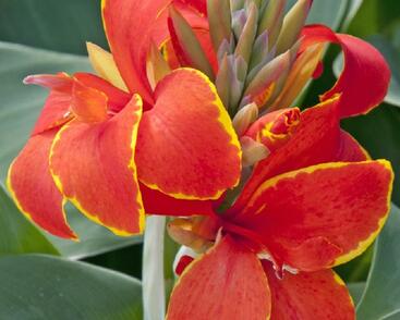 Dosna indická 'Cannova F1 Red Golden Flame'