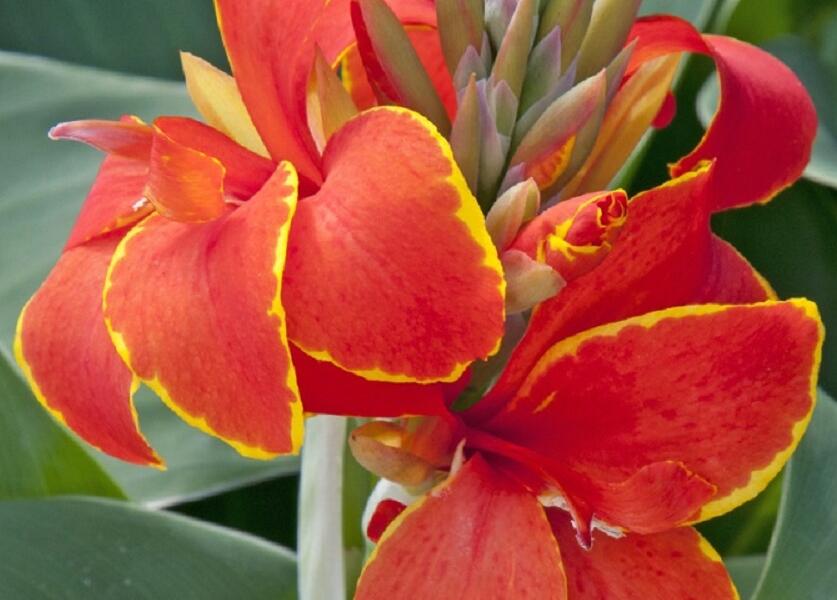 Dosna indická 'Cannova F1 Red Golden Flame' - Canna indica 'Cannova F1 Red Golden Flame'