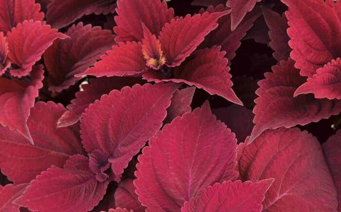 Pochvatec, Pokojová kopřiva 'Main Street Beale Street' - Coleus blumei 'Main Street Beale Street'