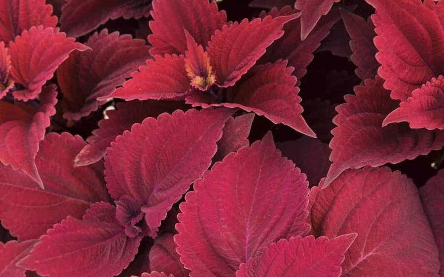 Pochvatec, Pokojová kopřiva 'Main Street Beale Street' - Coleus blumei 'Main Street Beale Street'