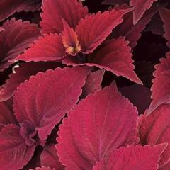 Pochvatec, Pokojová kopřiva 'Main Street Beale Street' - Coleus blumei 'Main Street Beale Street'