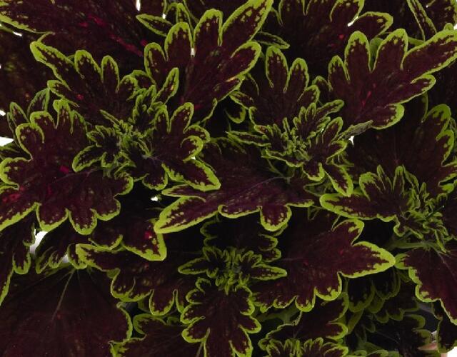 Pochvatec, Pokojová kopřiva 'Main Street Bourbon Street' - Coleus blumei 'Main Street Bourbon Street'