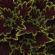Pochvatec, Pokojová kopřiva 'Main Street Bourbon Street' - Coleus blumei 'Main Street Bourbon Street'