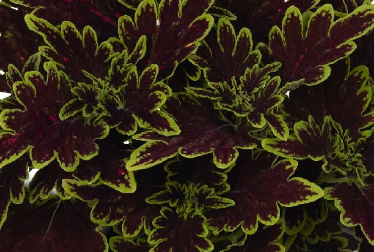 Pochvatec, Pokojová kopřiva 'Main Street Bourbon Street' - Coleus blumei 'Main Street Bourbon Street'