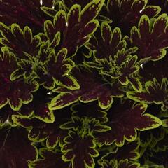 Pochvatec, Pokojová kopřiva 'Main Street Bourbon Street' - Coleus blumei 'Main Street Bourbon Street'