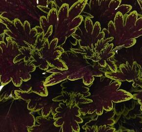 Pokojová kopřiva 'Main Street Bourbon Street' - Coleus blumei 'Main Street Bourbon Street'