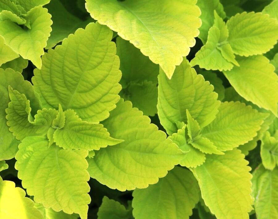 Pochvatec, Pokojová kopřiva 'Main Street Chartres Street' - Coleus blumei 'Main Street Chartres Street'