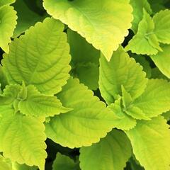 Pochvatec, Pokojová kopřiva 'Main Street Chartres Street' - Coleus blumei 'Main Street Chartres Street'