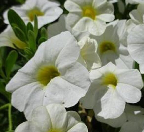 Minipetúnie, Million Bells 'Lia Glaze'' - Calibrachoa hybrida 'Lia Glaze'