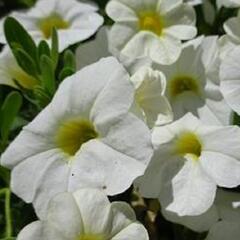 Minipetúnie, Million Bells 'Lia Glaze'' - Calibrachoa hybrida 'Lia Glaze'