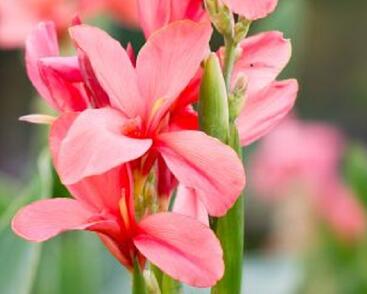 Dosna indická 'Cannova F1 Bronze Peach'