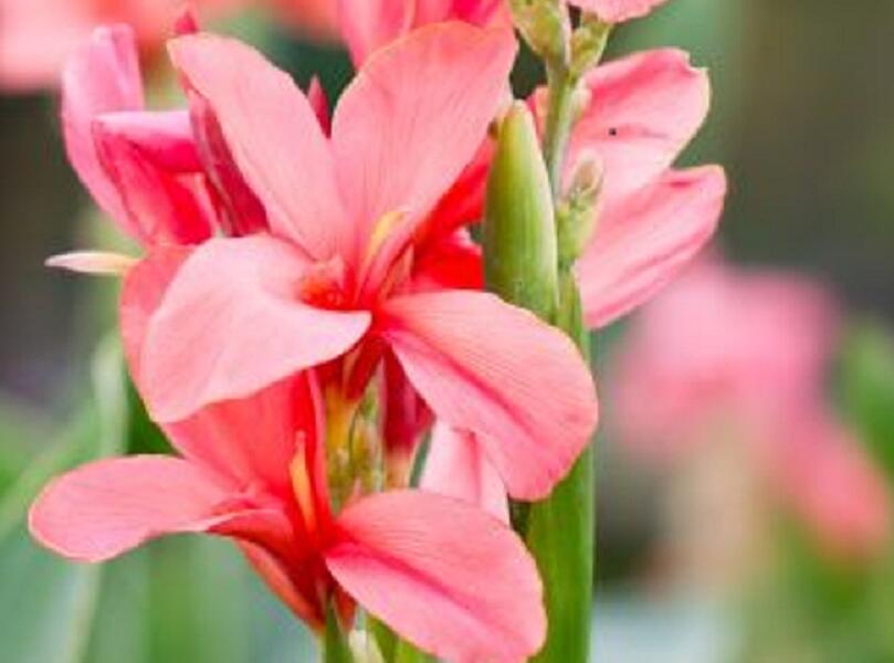 Dosna indická 'Cannova F1 Bronze Peach' - Canna indica 'Cannova F1 Bronze Peach'