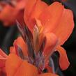 Dosna indická 'Cannova F1 Orange Shades ' - Canna indica 'Cannova F1 Orange Shades '