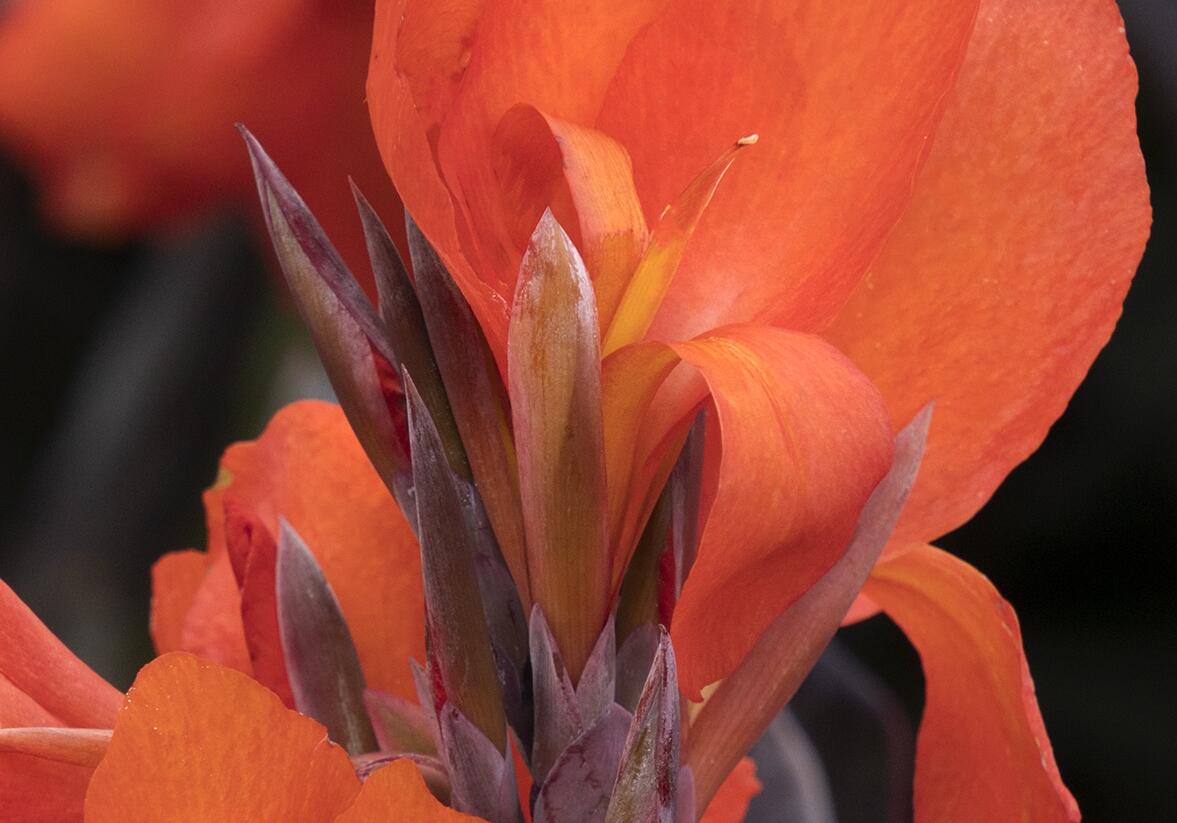 Dosna indická 'Cannova F1 Orange Shades ' - Canna indica 'Cannova F1 Orange Shades '
