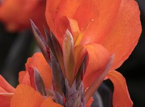 Dosna indická 'Cannova F1 Orange Shades ' - Canna indica 'Cannova F1 Orange Shades '