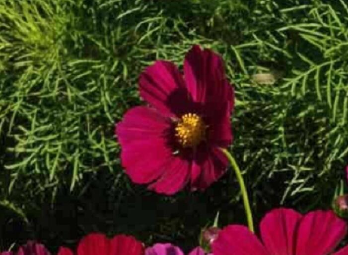 Krásenka zpeřená 'Cosmini Red' - Cosmos bipinnatus 'Cosmini Red'