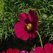 Krásenka zpeřená 'Cosmini Red' - Cosmos bipinnatus 'Cosmini Red'