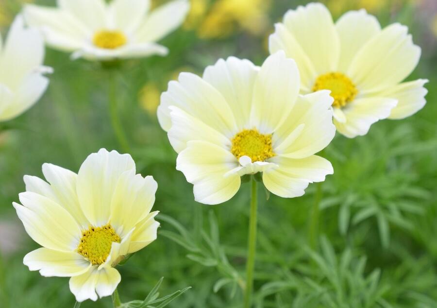 Krásenka zpeřená 'Xanthos' - Cosmos bipinnatus 'Xanthos'