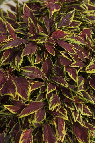 Pochvatec, Pokojová kopřiva 'Main Street Le Freak' - Coleus blumei 'Main Street Le Freak'