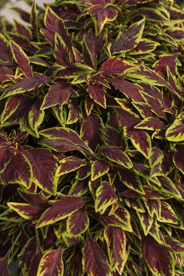 Pochvatec, Pokojová kopřiva 'Main Street Le Freak' - Coleus blumei 'Main Street Le Freak'