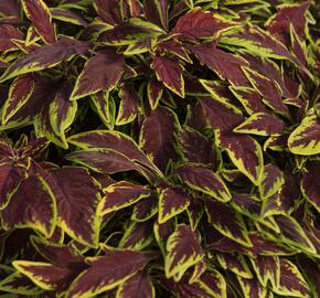 Pochvatec, Pokojová kopřiva 'Main Street Le Freak' - Coleus blumei 'Main Street Le Freak'