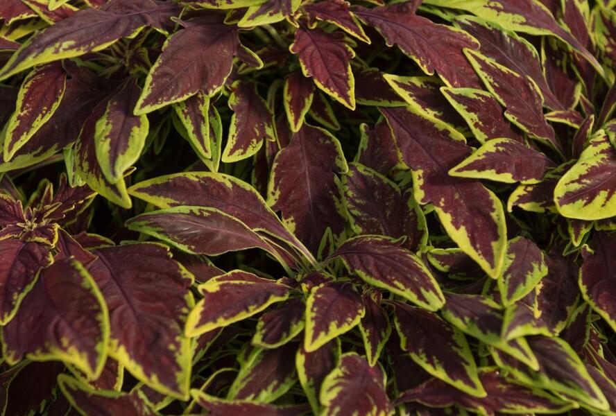 Pochvatec, Pokojová kopřiva 'Main Street Le Freak' - Coleus blumei 'Main Street Le Freak'