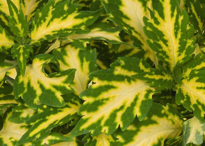 Pochvatec, Pokojová kopřiva 'Stained Glasswork Palisade' - Coleus blumei 'Stained Glasswork Palisade'