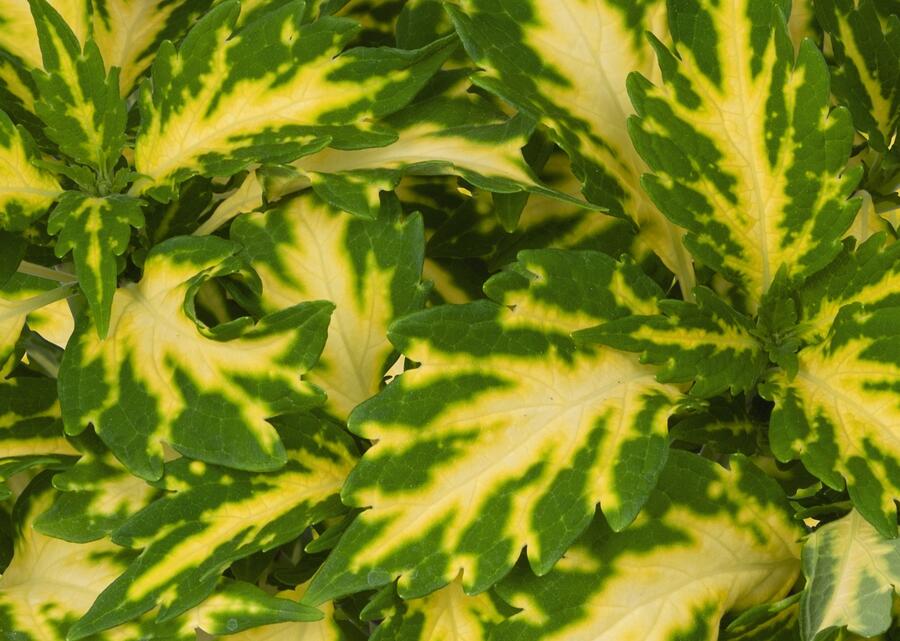 Pochvatec, Pokojová kopřiva 'Stained Glasswork Palisade' - Coleus blumei 'Stained Glasswork Palisade'