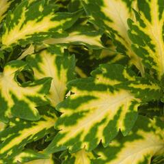 Pochvatec, Pokojová kopřiva 'Stained Glasswork Palisade' - Coleus blumei 'Stained Glasswork Palisade'