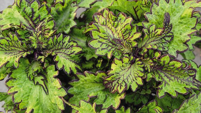 Pochvatec, Pokojová kopřiva 'Main Street Rodeo Drive' - Coleus blumei 'Main Street Rodeo Drive'