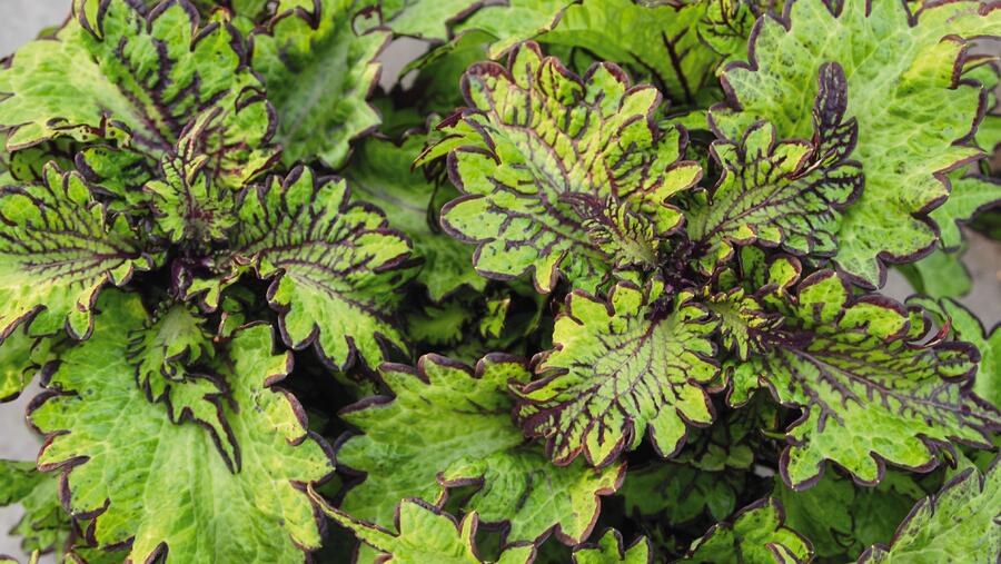 Pochvatec, Pokojová kopřiva 'Main Street Rodeo Drive' - Coleus blumei 'Main Street Rodeo Drive'