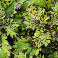 Pokojová kopřiva 'Main Street Rodeo Drive' - Coleus blumei 'Main Street Rodeo Drive'