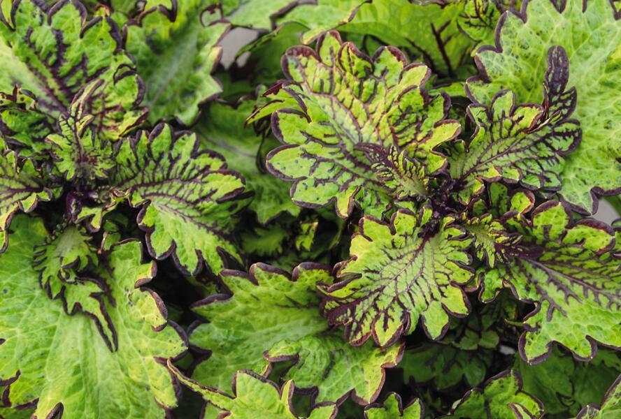 Pochvatec, Pokojová kopřiva 'Main Street Rodeo Drive' - Coleus blumei 'Main Street Rodeo Drive'
