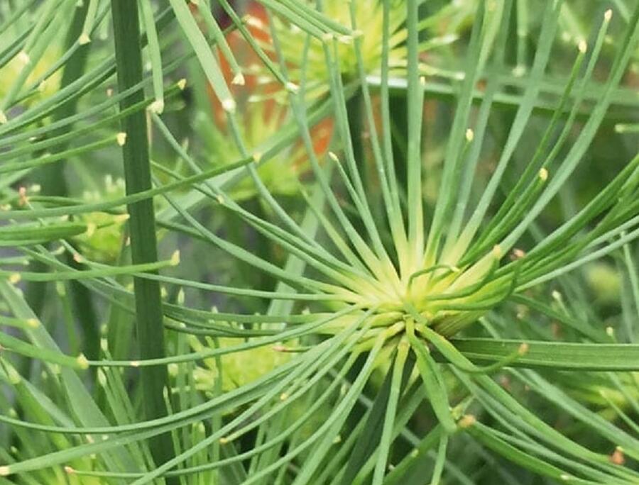 Šáchor 'Cedris' - Cyperus prolifer 'Cedris'