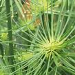 Šáchor 'Cedris' - Cyperus prolifer 'Cedris'