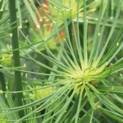 Šáchor 'Cedris' - Cyperus prolifer 'Cedris'