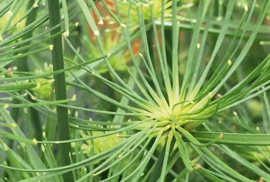 Šáchor 'Cedric' - Cyperus prolifer 'Cedric'