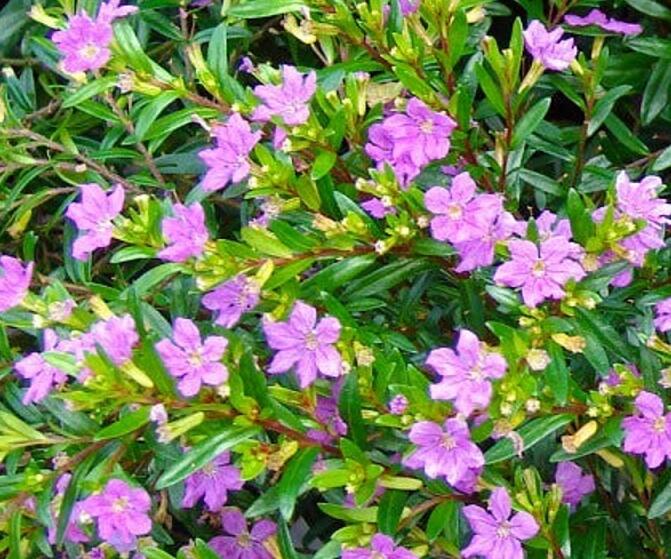 Hlazenec ohnivý (Japonská myrta) - Cuphea hyssopifolia