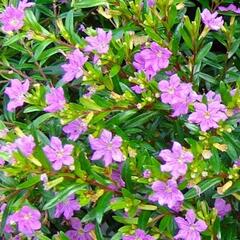 Hlazenec ohnivý (Japonská myrta) - Cuphea hyssopifolia